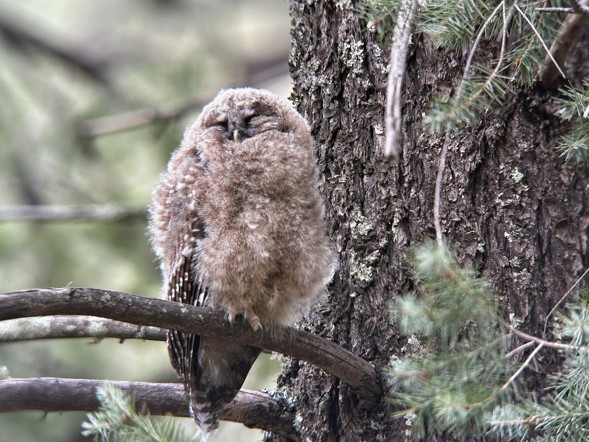 Spotted Owl (Mexican) - ML639653747