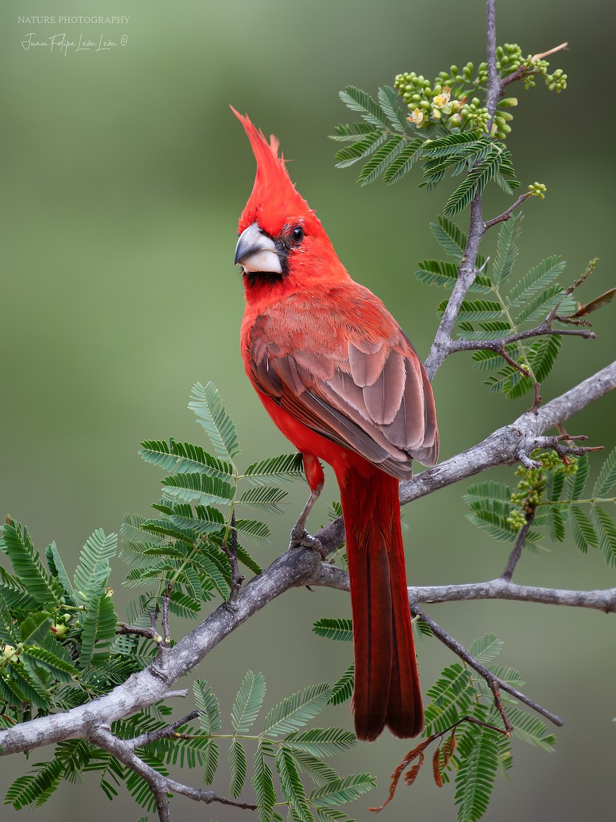 Vermilion Cardinal - ML639653822