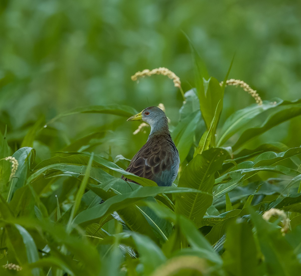 Azure Gallinule - ML639653845