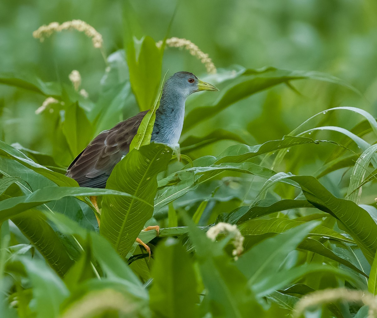 Azure Gallinule - ML639653846