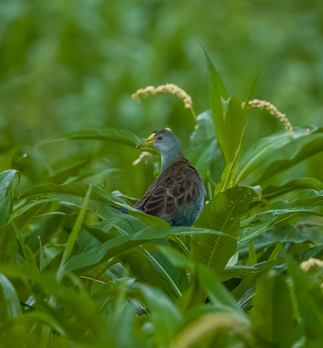 Azure Gallinule - ML639653847