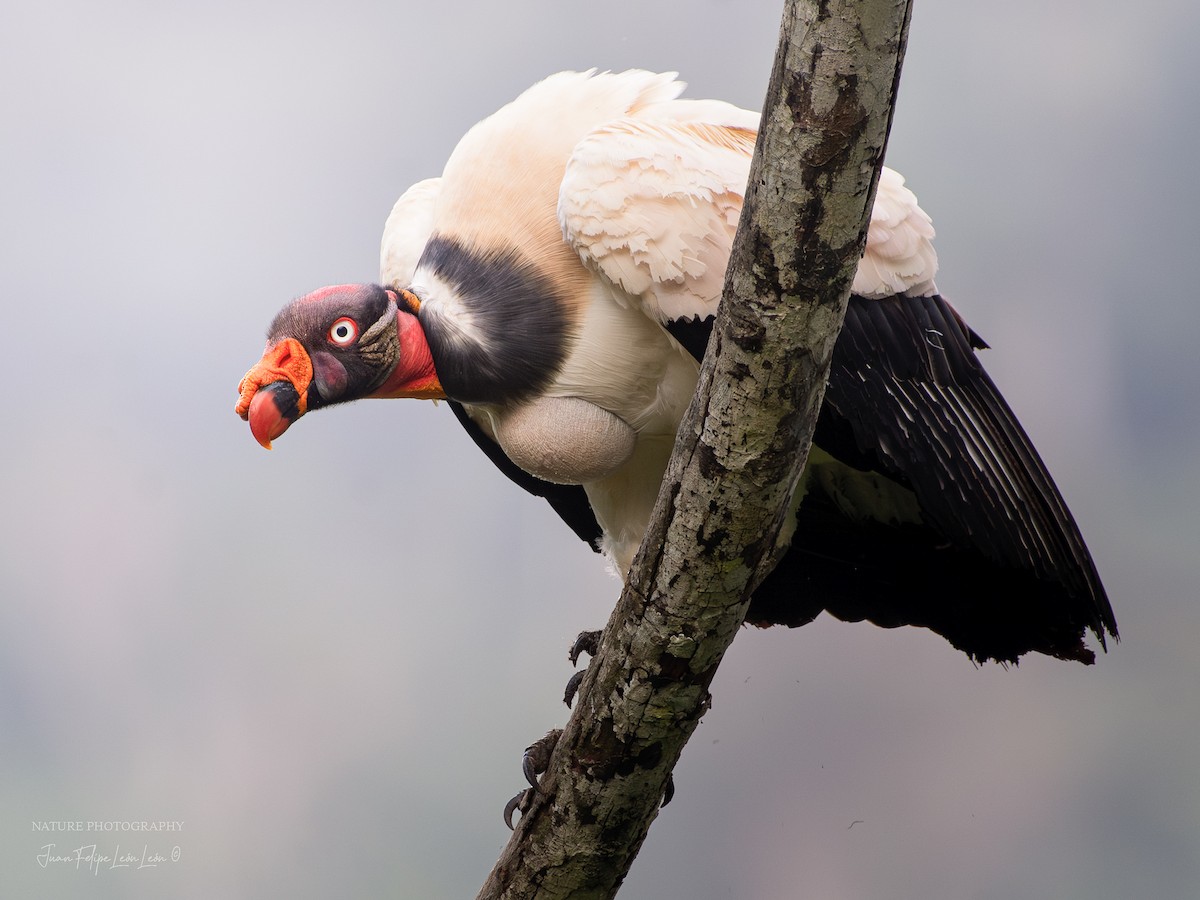 King Vulture - ML639653850