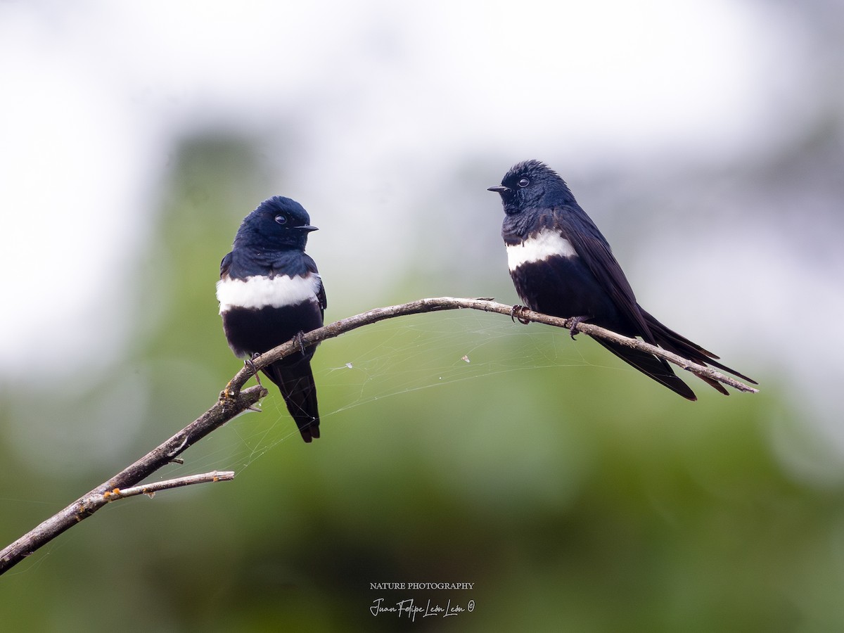 White-banded Swallow - ML639653861