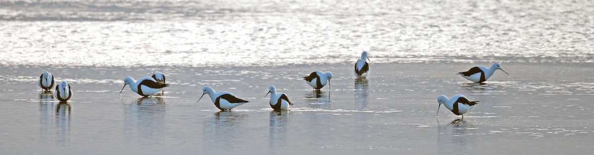 Banded Stilt - ML639653868