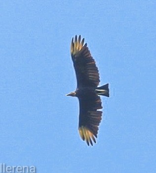 Black Vulture - ML639653900