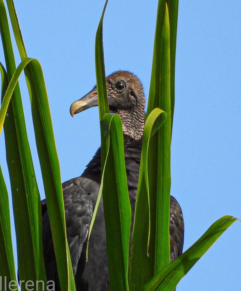 Black Vulture - ML639653911