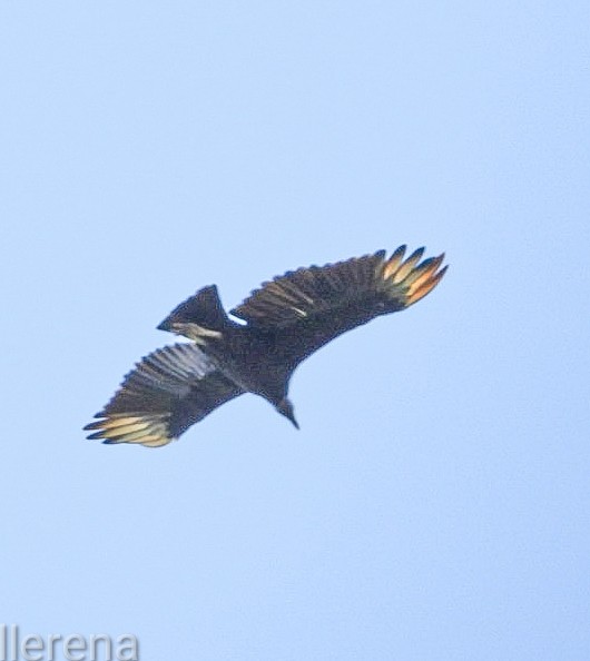 Black Vulture - ML639653917