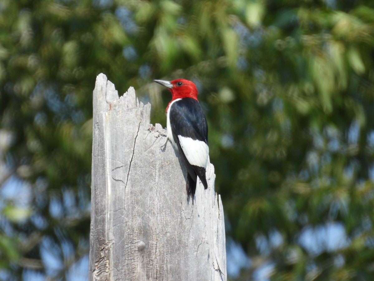 Red-headed Woodpecker - ML639653953