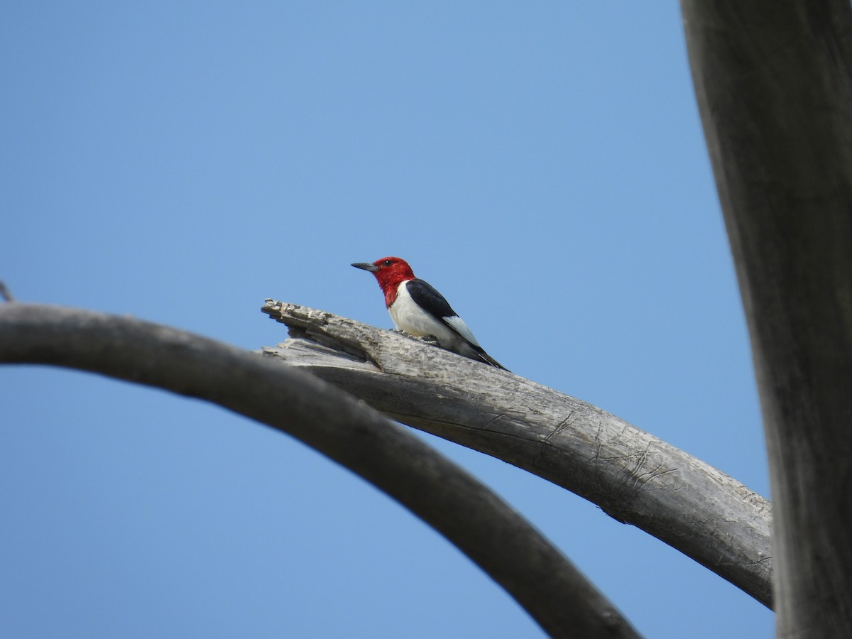 Red-headed Woodpecker - ML639653954