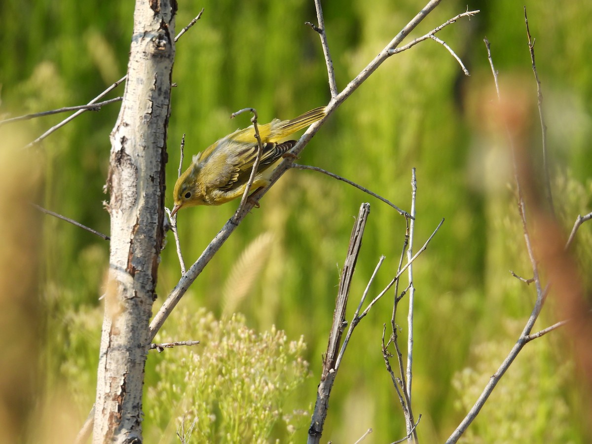 Yellow Warbler - ML639654012