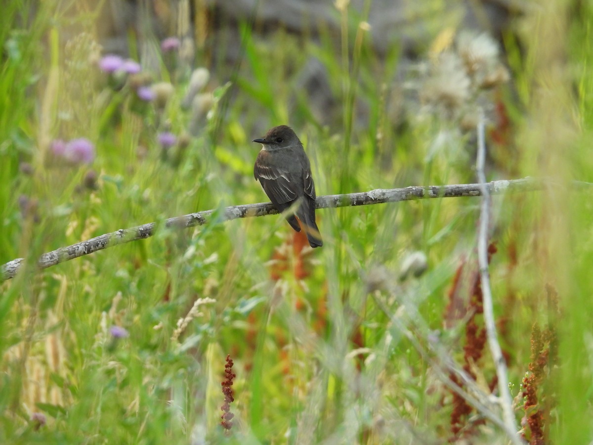 Western Wood-Pewee - ML639654030