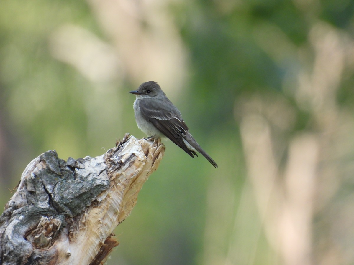 Western Wood-Pewee - ML639654031