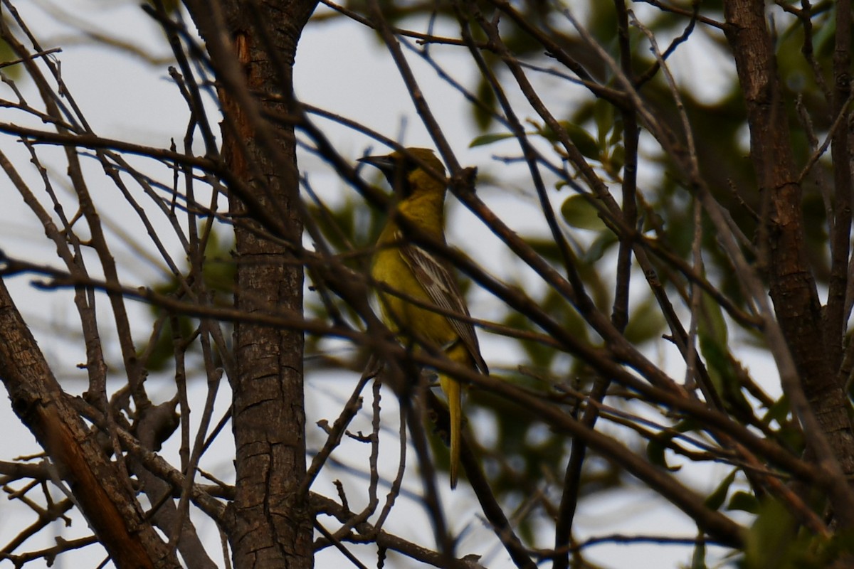 Oriole des vergers - ML639654035