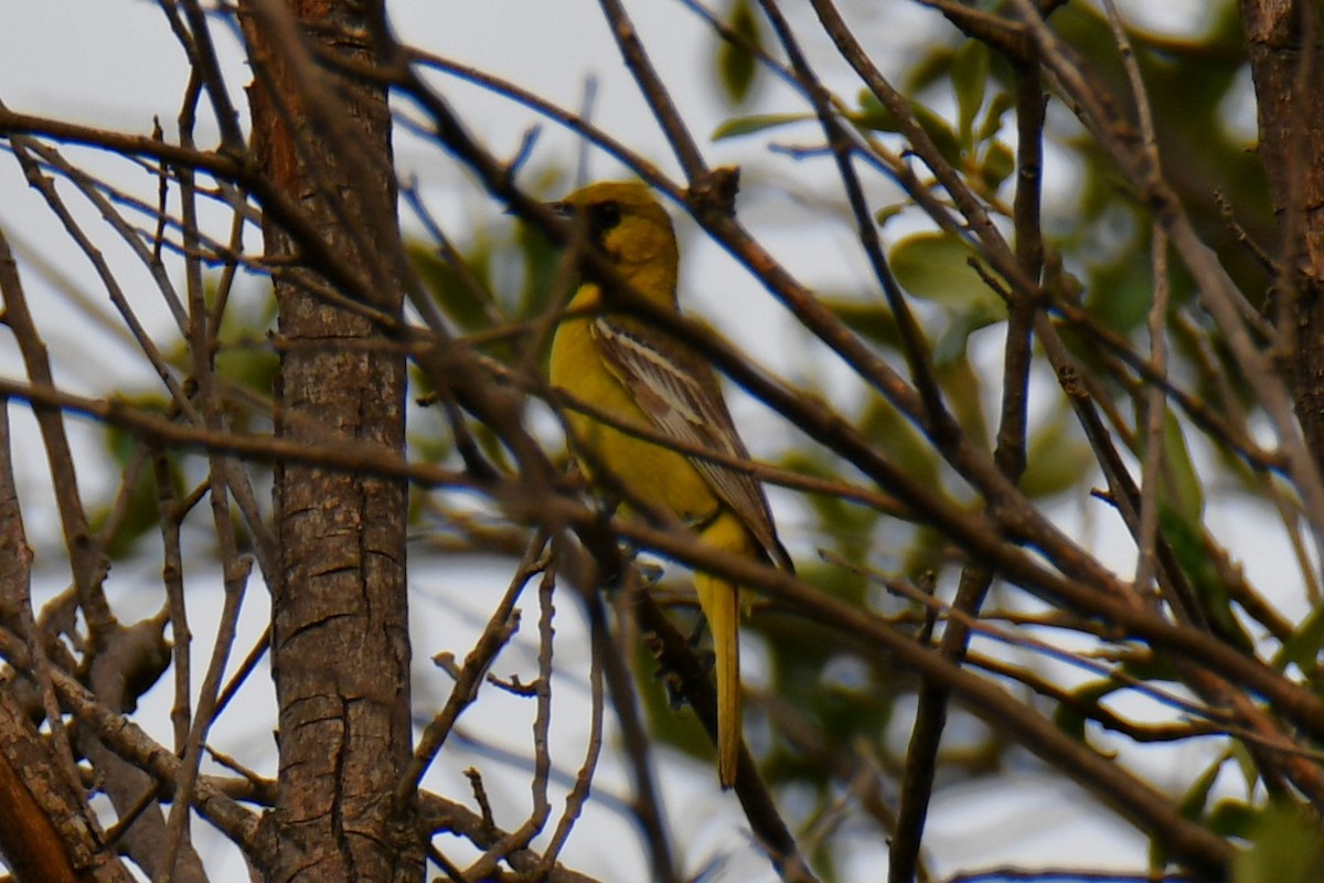 Oriole des vergers - ML639654036