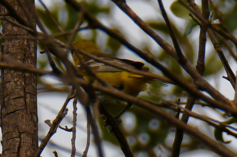 Oriole des vergers - ML639654037