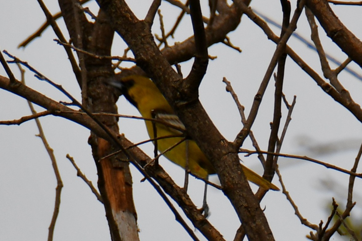 Oriole des vergers - ML639654038