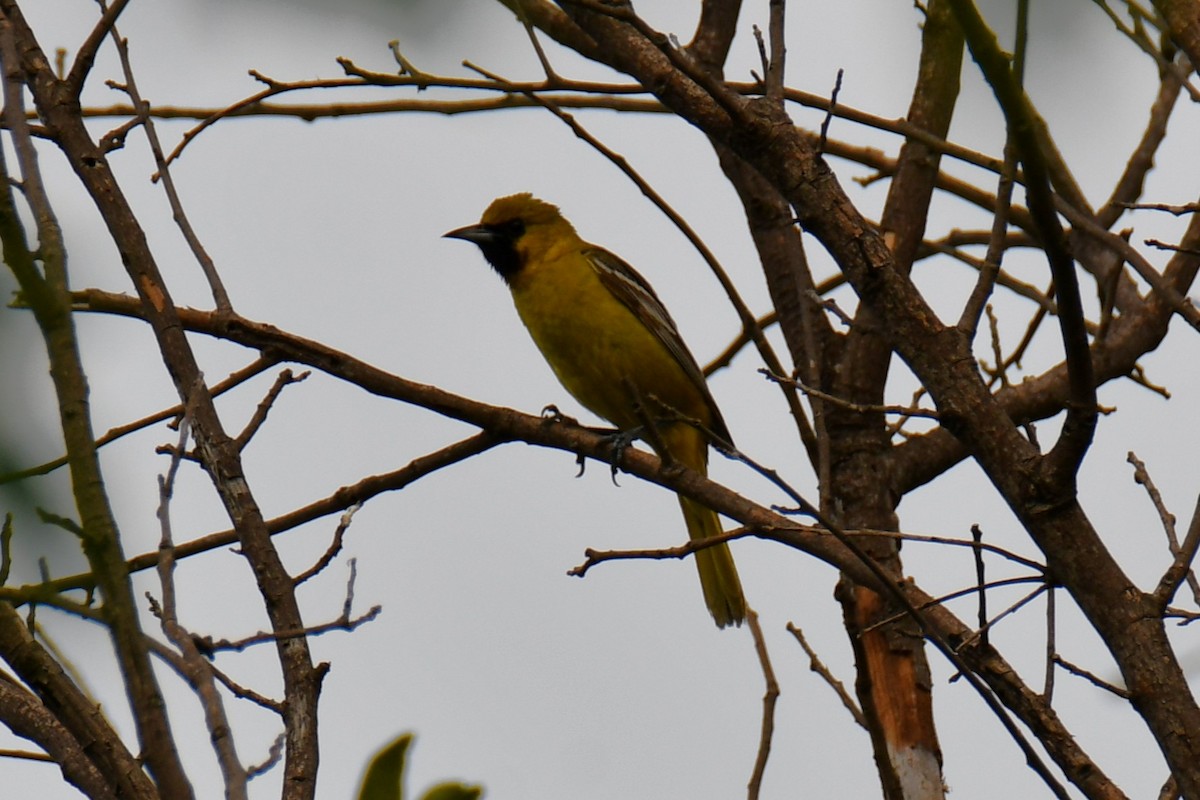 Oriole des vergers - ML639654039