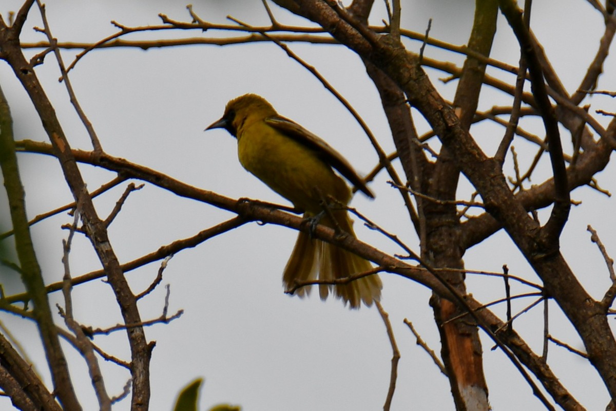 Oriole des vergers - ML639654040