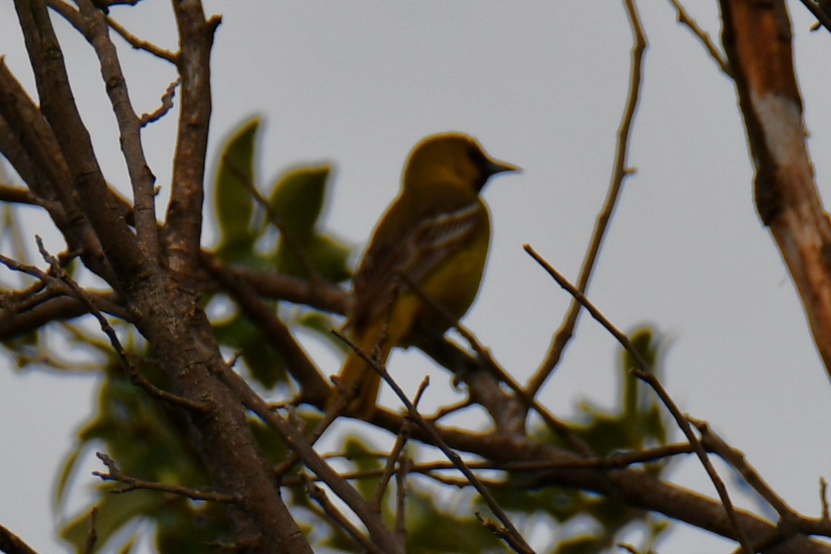 Oriole des vergers - ML639654041