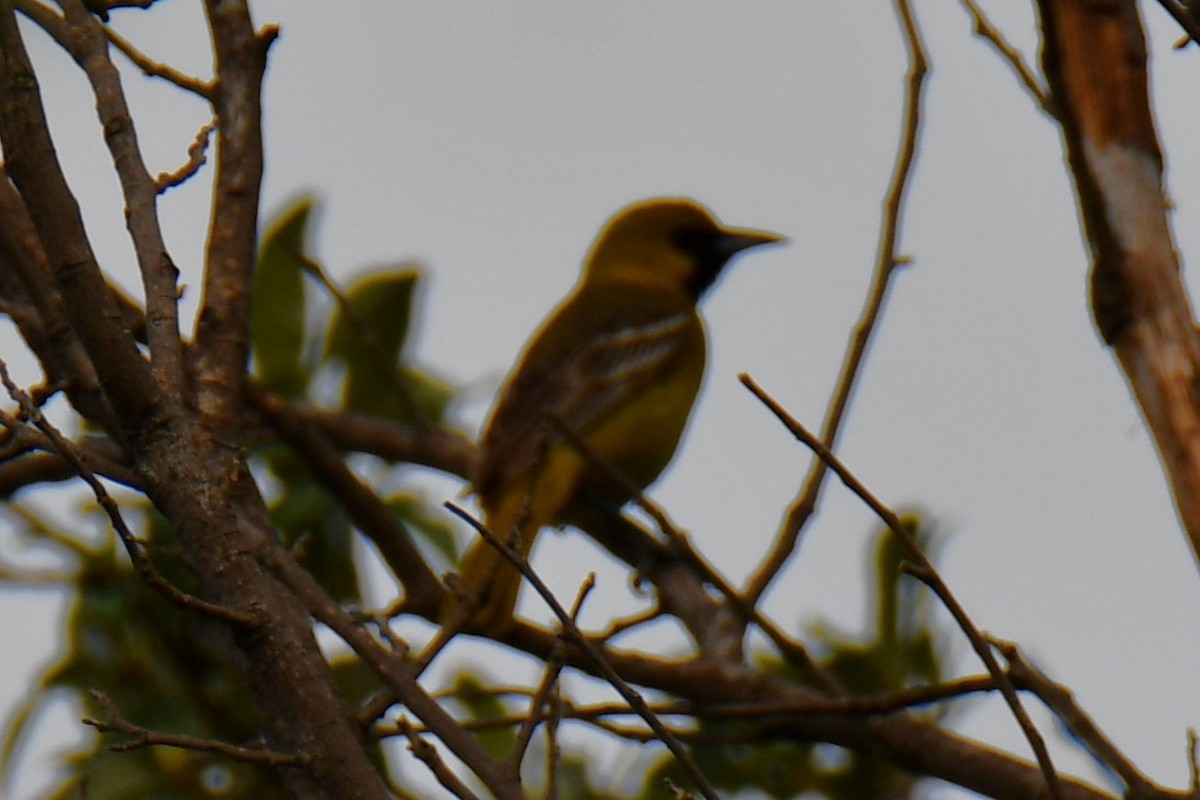 Oriole des vergers - ML639654042