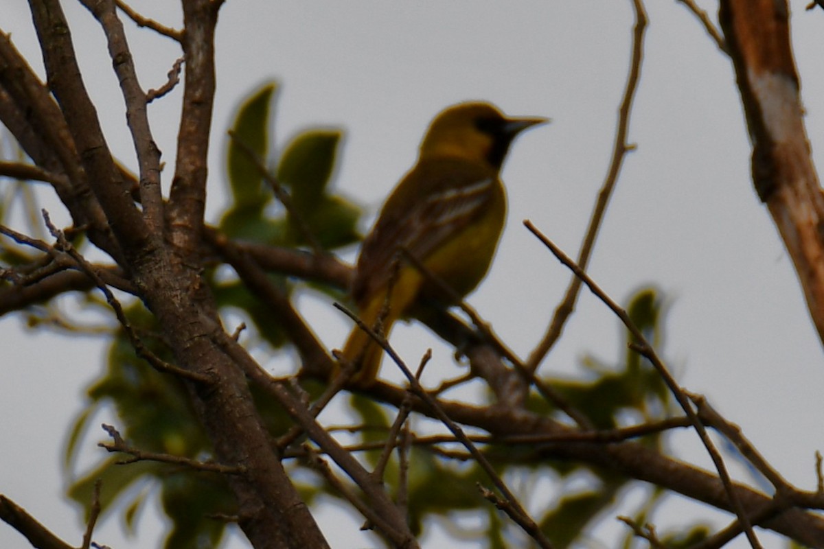 Oriole des vergers - ML639654043