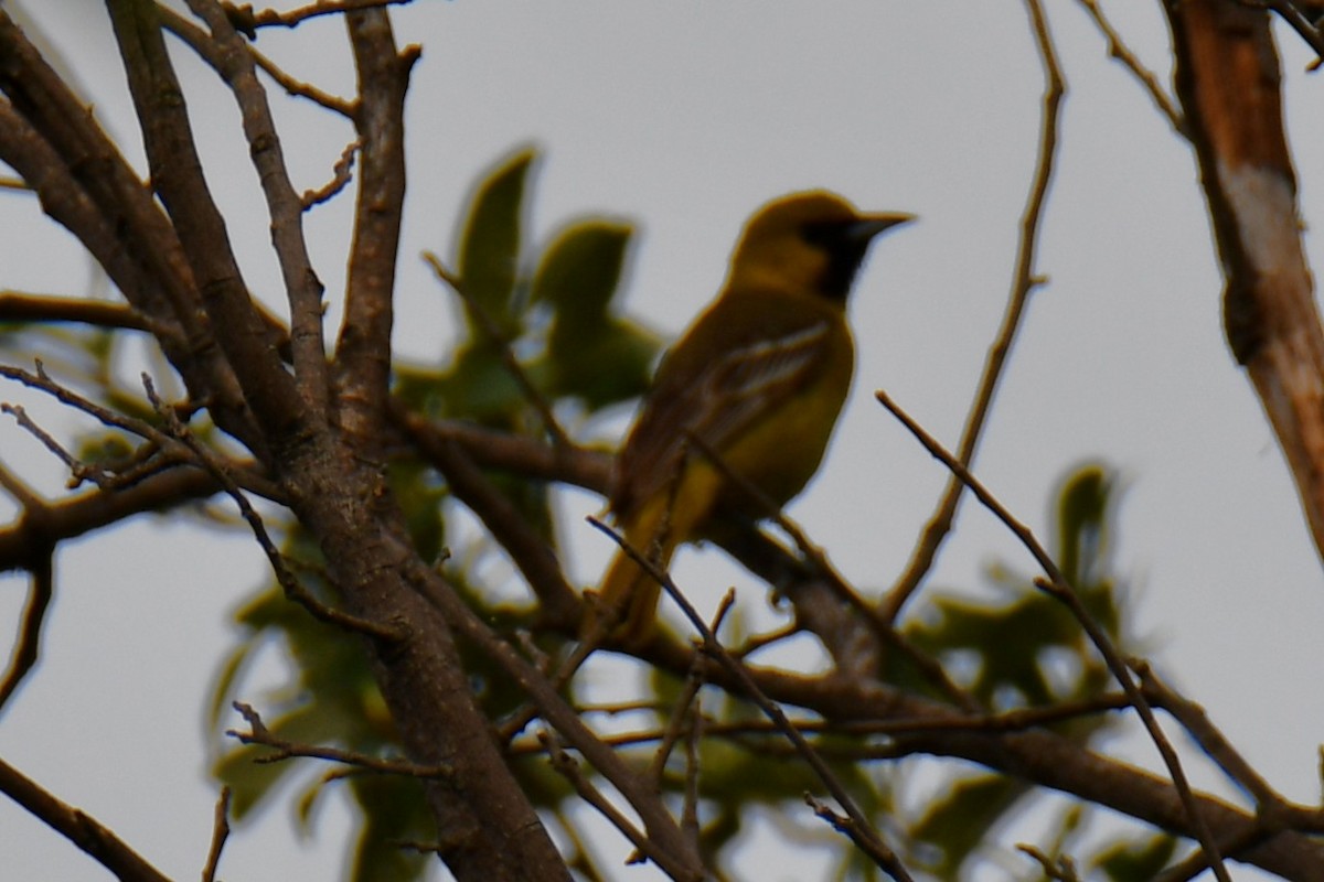 Oriole des vergers - ML639654044