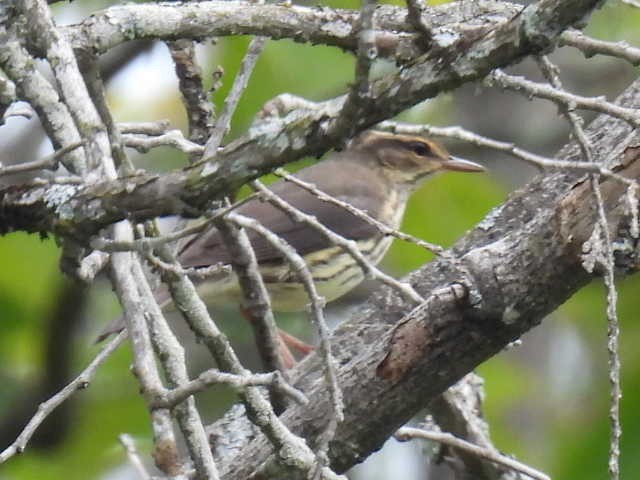 vannparula - ML639654057