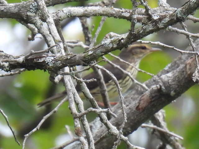 vannparula - ML639654058