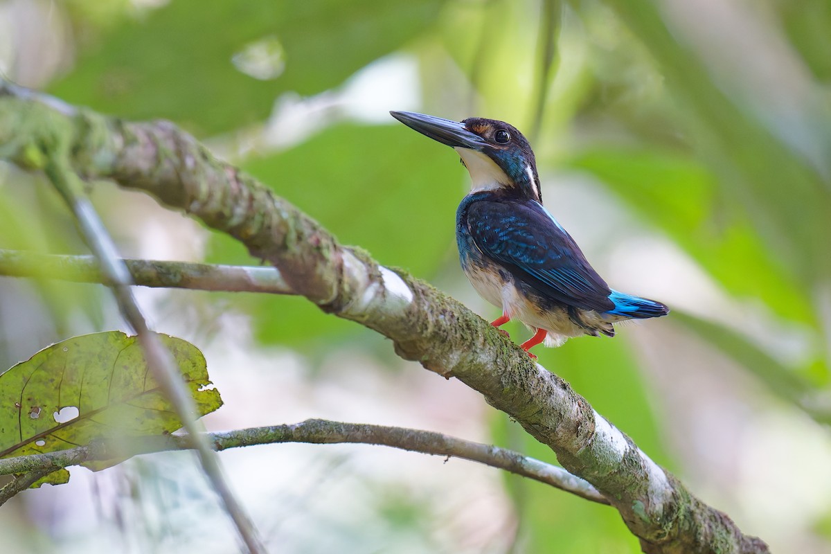 Malaysian Blue-banded Kingfisher - ML639654068