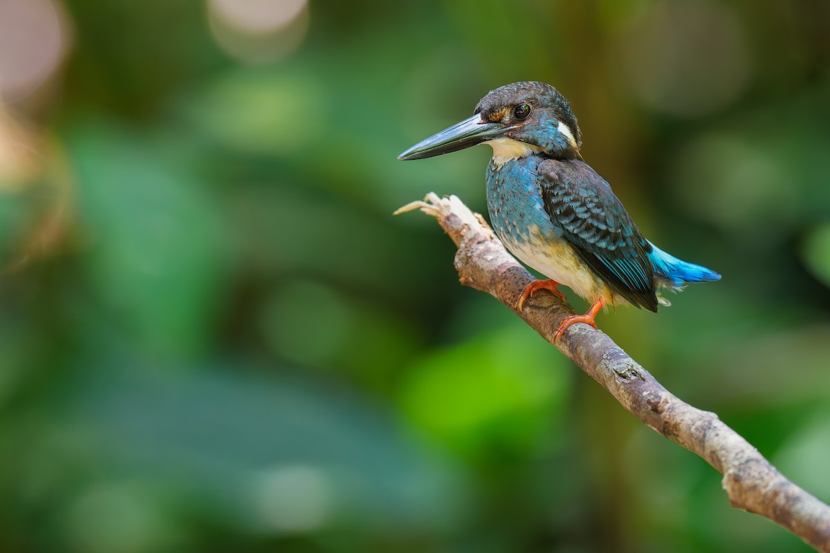 Malaysian Blue-banded Kingfisher - ML639654077