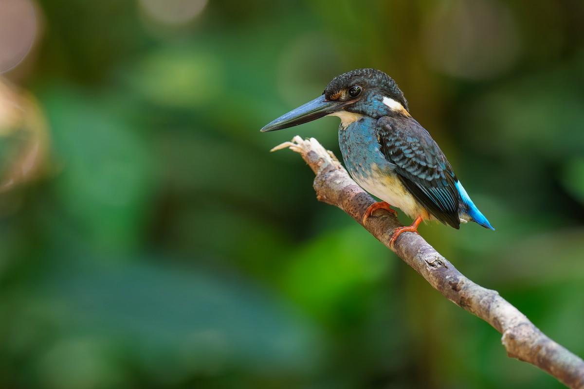 Malaysian Blue-banded Kingfisher - ML639654078