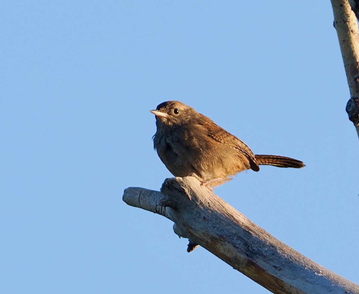 Northern House Wren - John Anderson