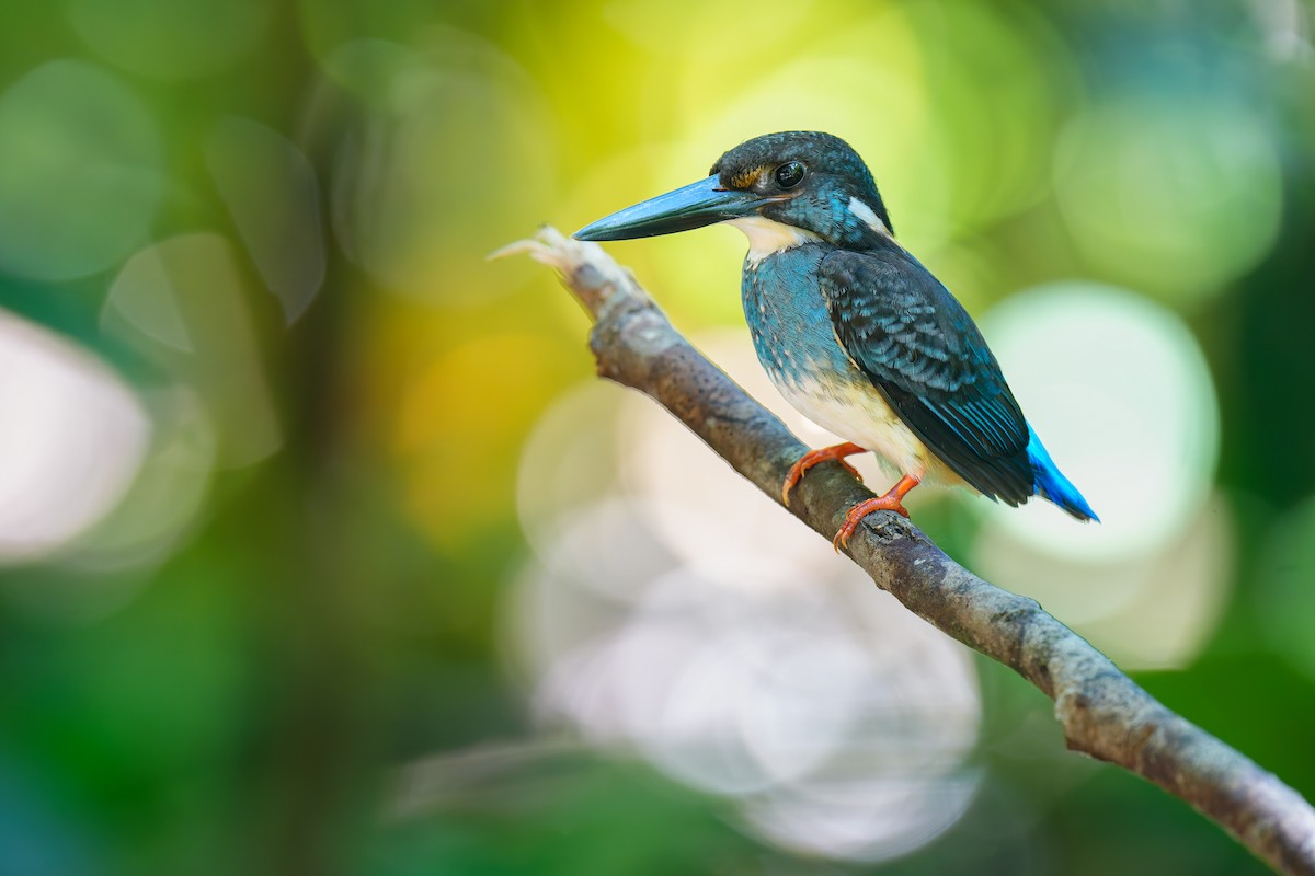 Malaysian Blue-banded Kingfisher - ML639654081
