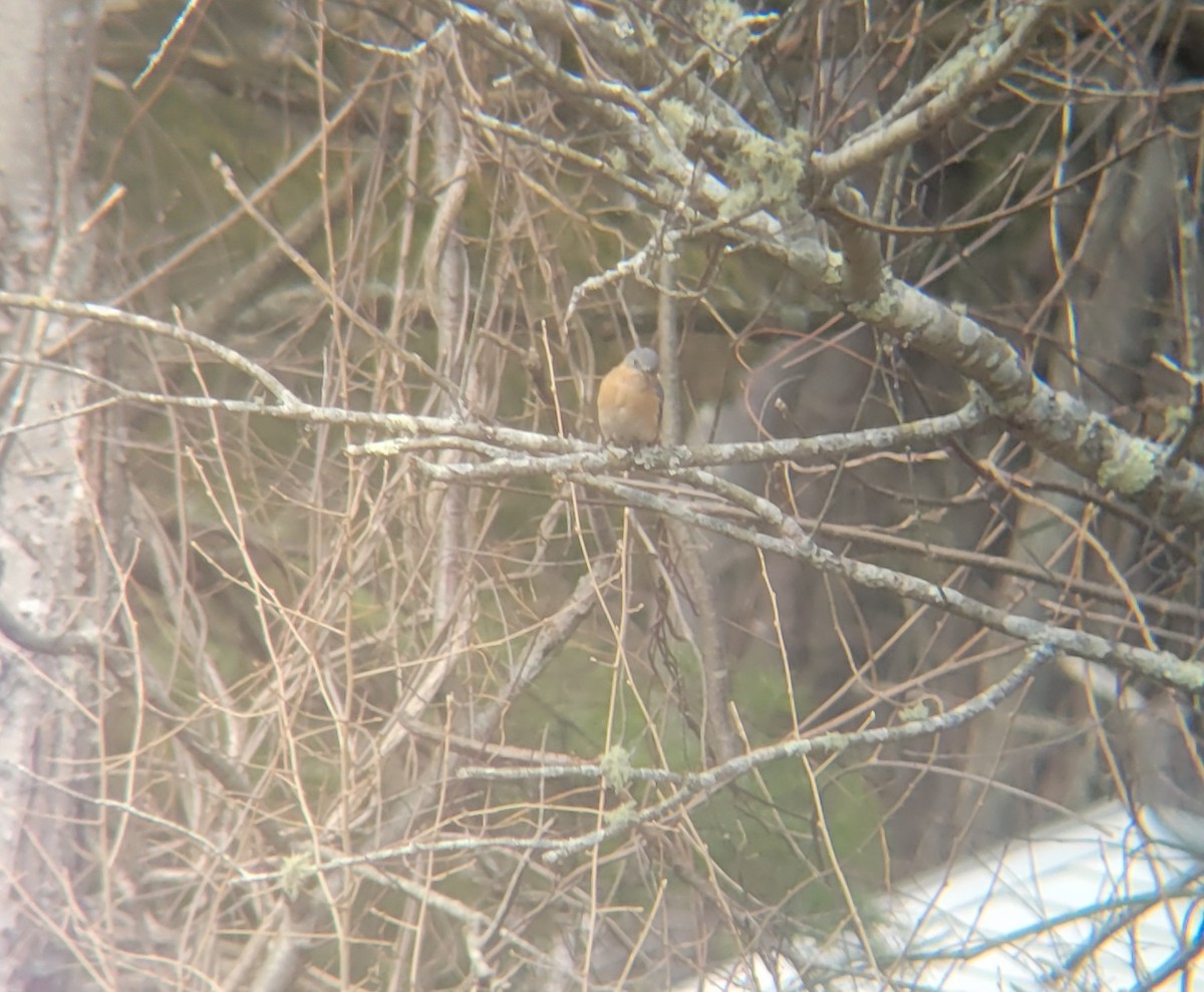 Eastern Bluebird - ML639654142