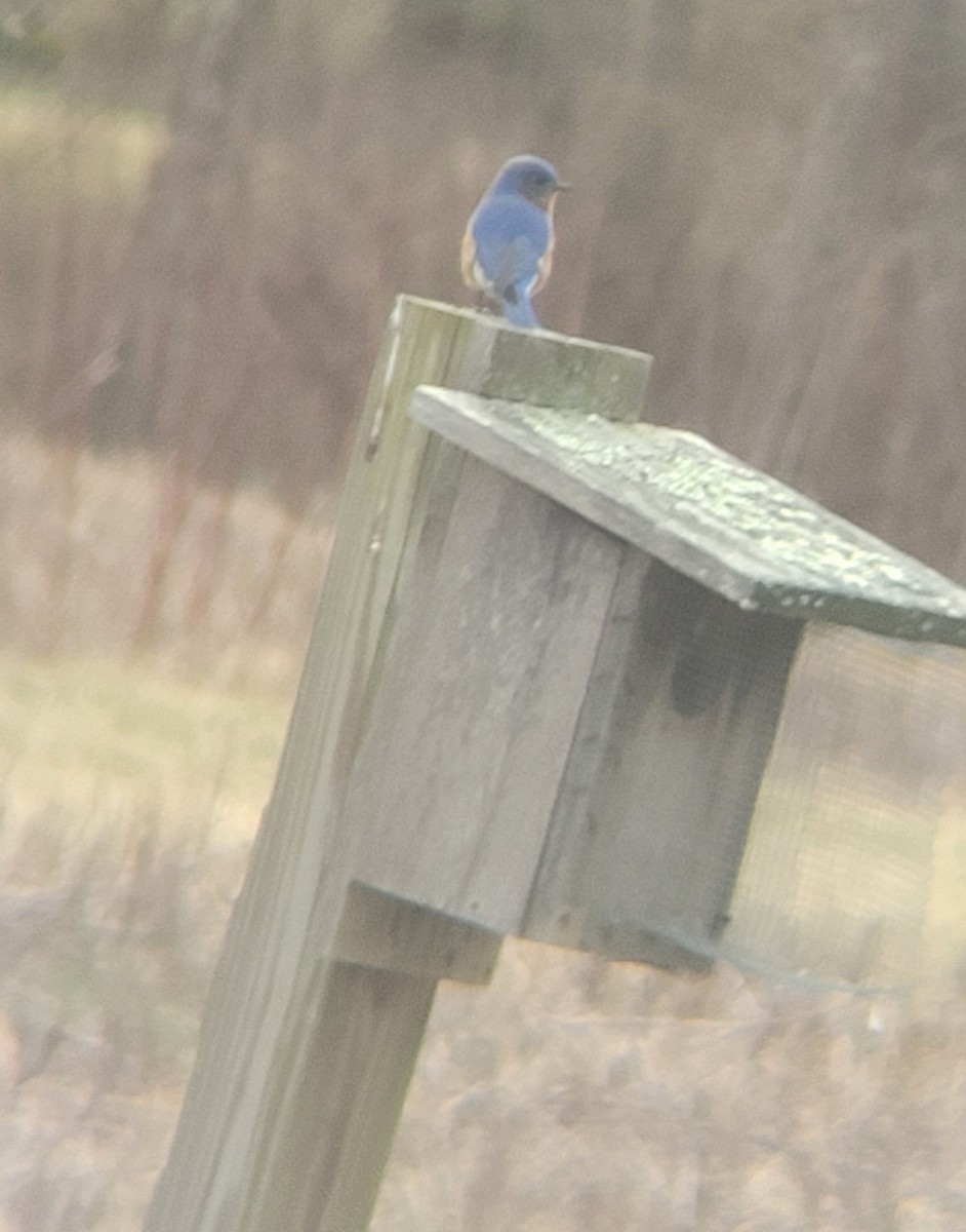Eastern Bluebird - ML639654143