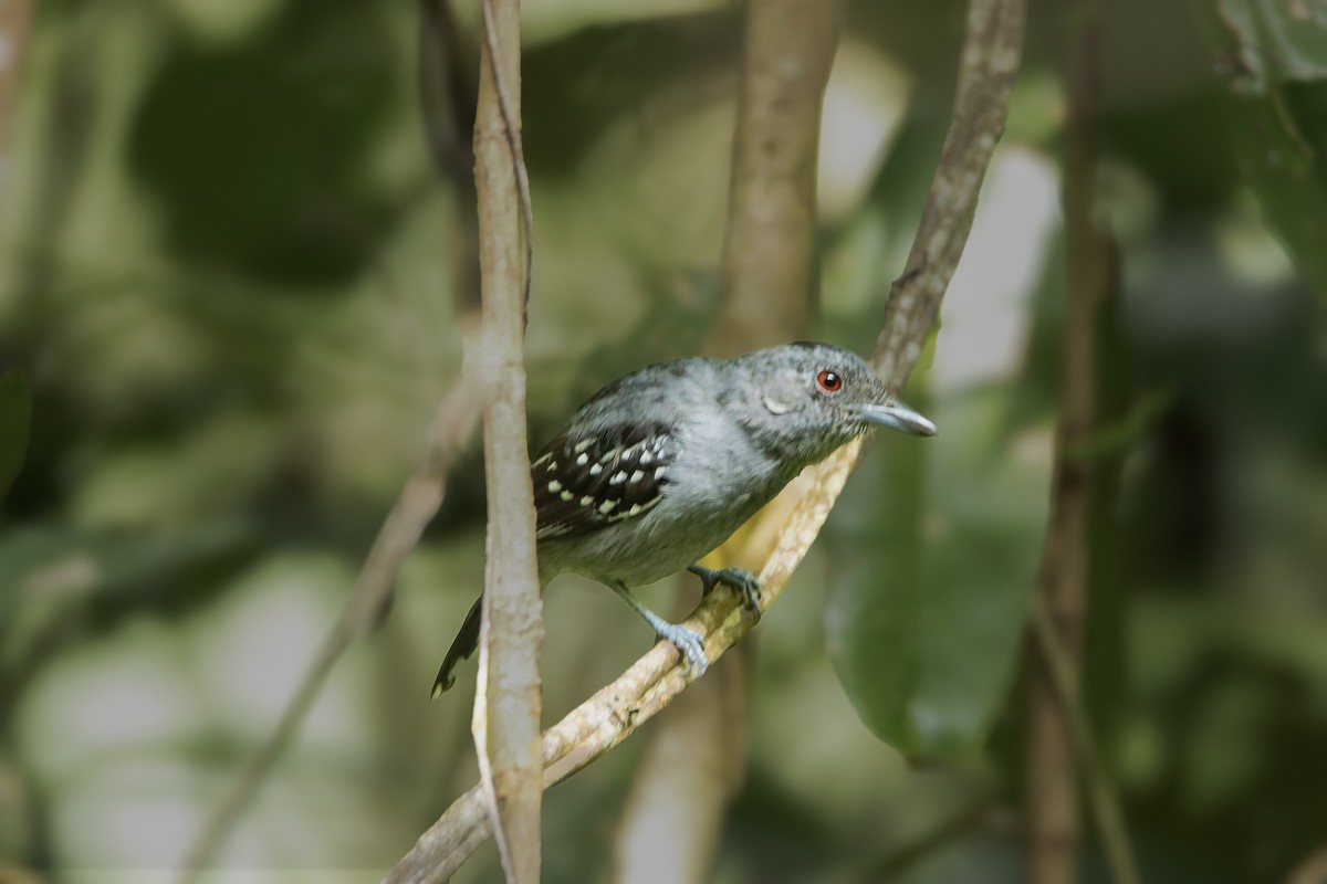 Spot-winged Antbird - ML639654155