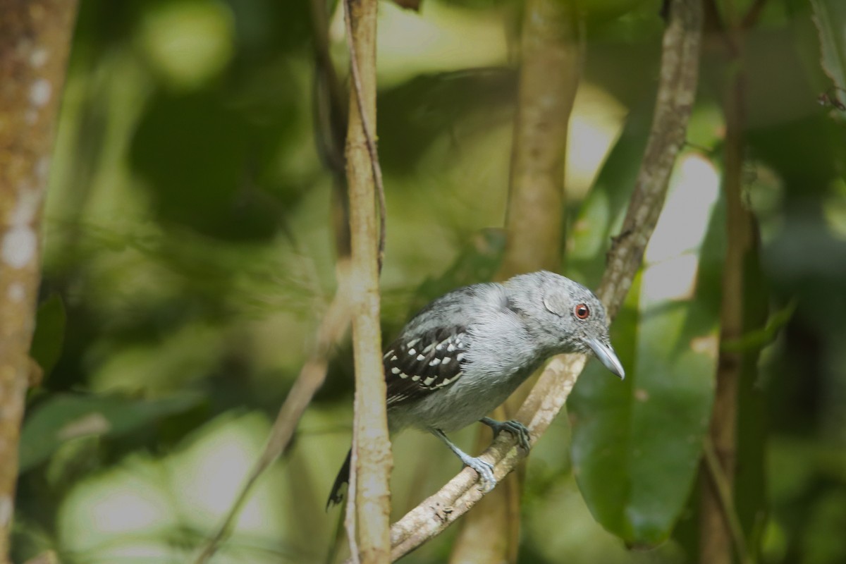 Spot-winged Antbird - ML639654156