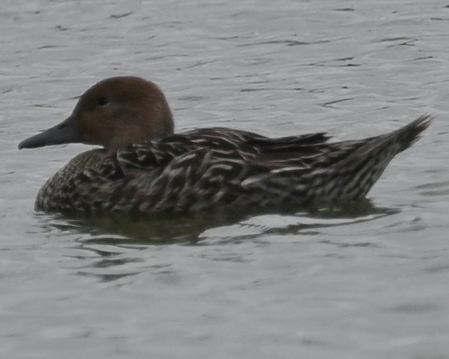 Northern Pintail - ML639654174