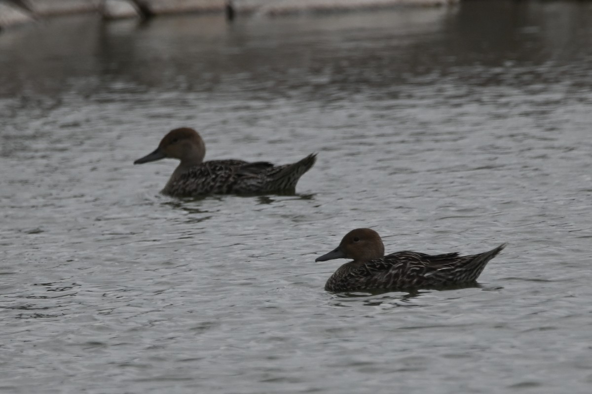 Northern Pintail - ML639654175