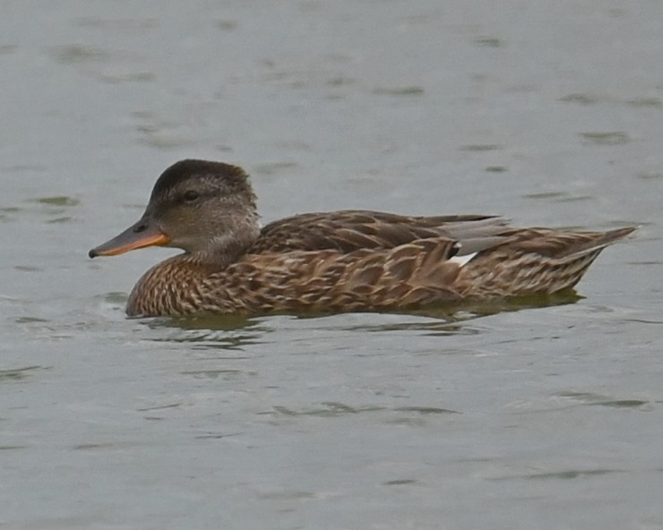 Mallard - ML639654194