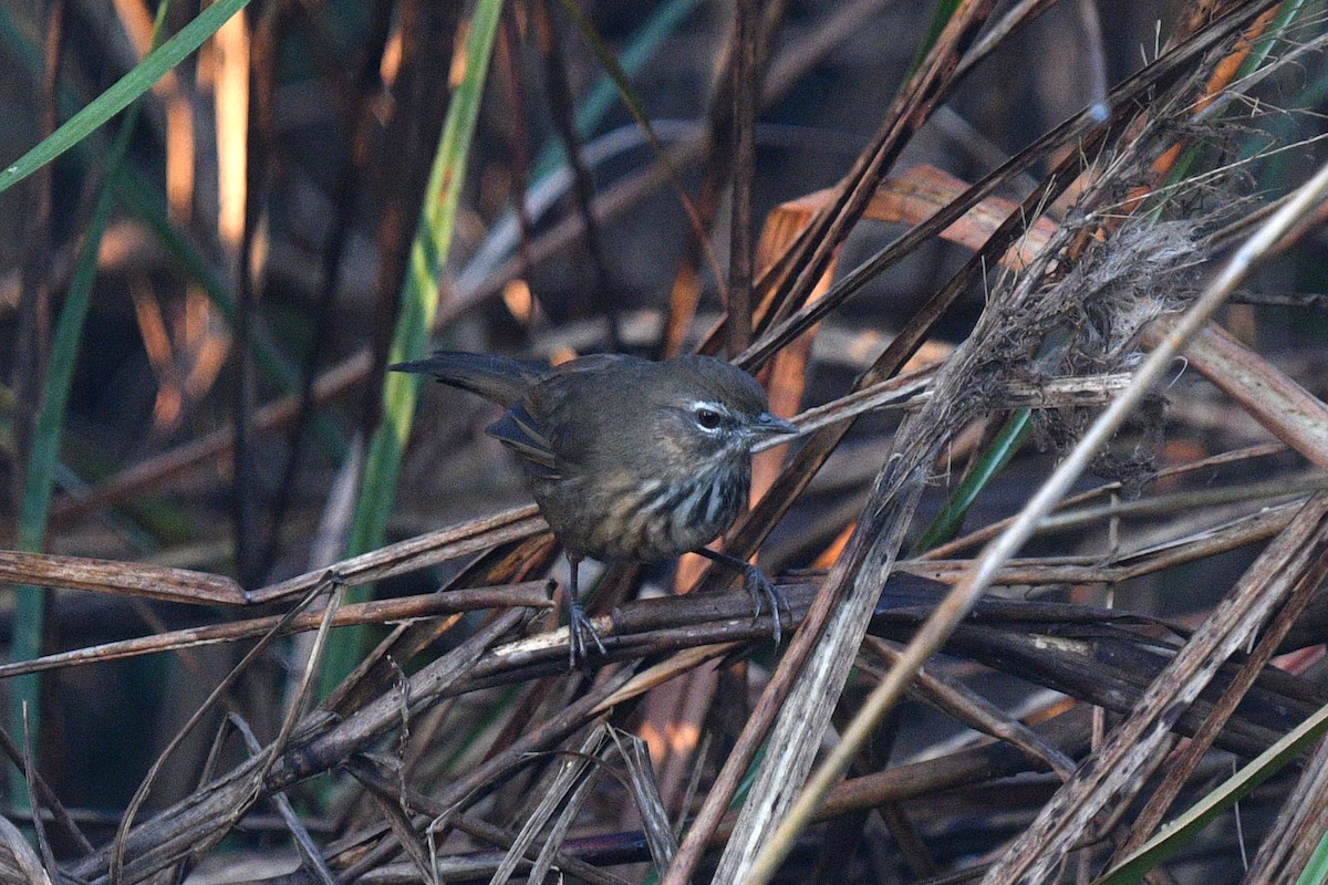 Marsh Babbler - ML639654207
