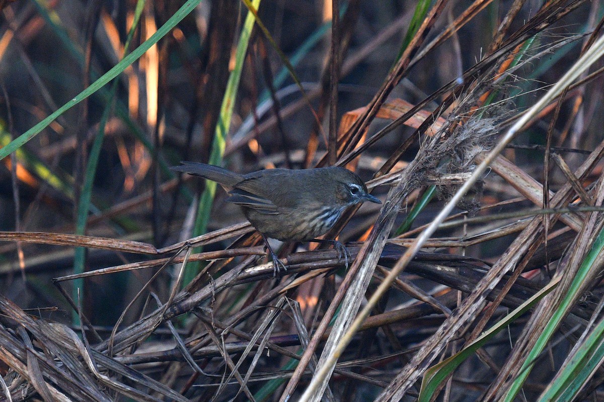 Marsh Babbler - ML639654208