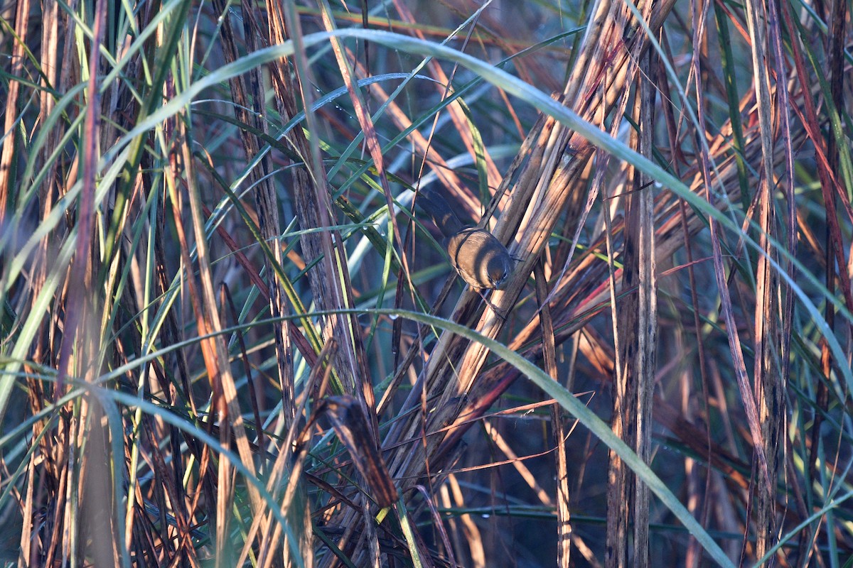 Marsh Babbler - ML639654209