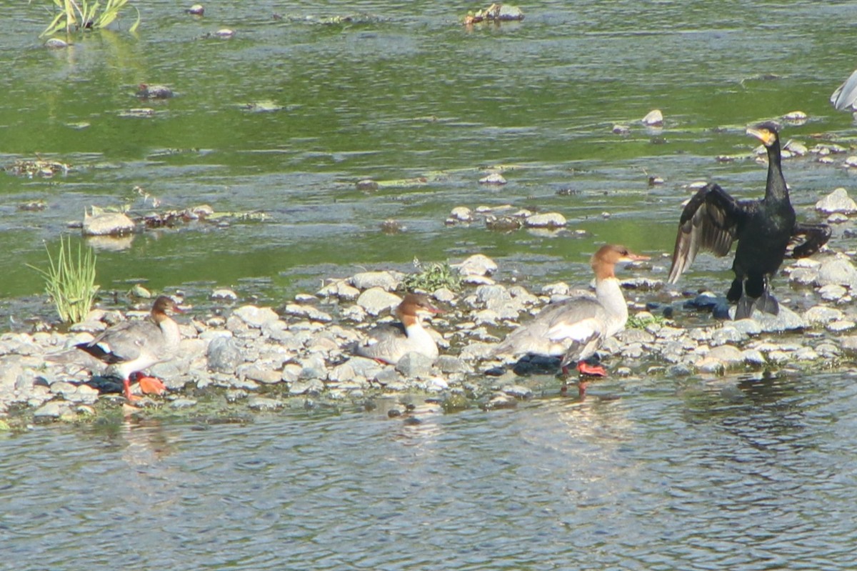 Крех великий (підвид merganser/orientalis) - ML639654214