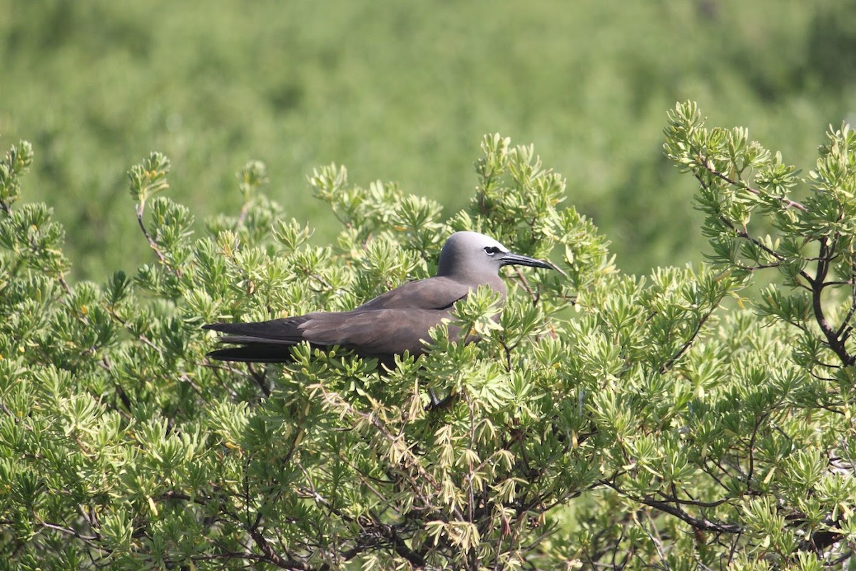 Brown Noddy - ML639654240