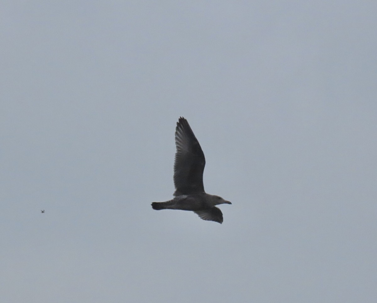 American Herring Gull - ML639654278