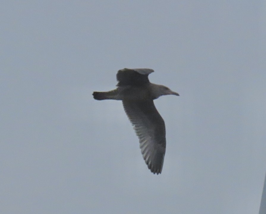 American Herring Gull - ML639654279