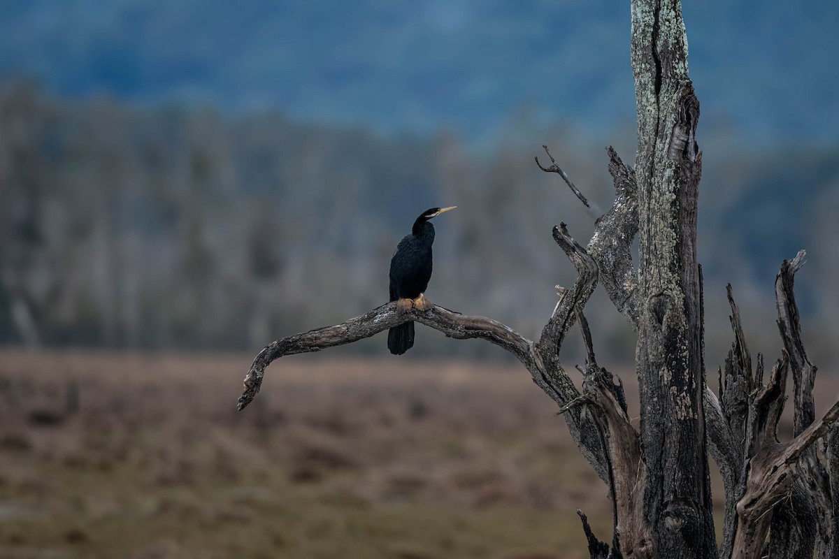 Australasian Darter - Gordon Arthur