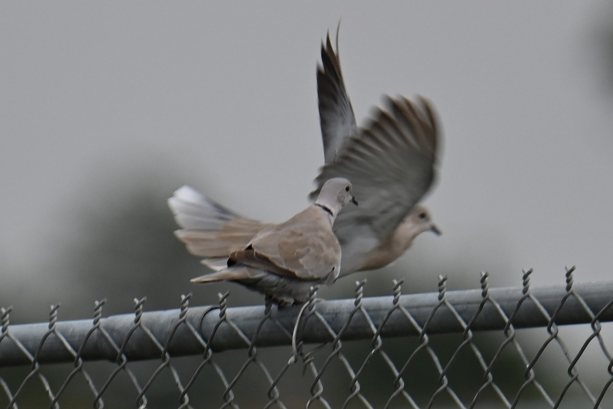 Eurasian Collared-Dove - ML639654315