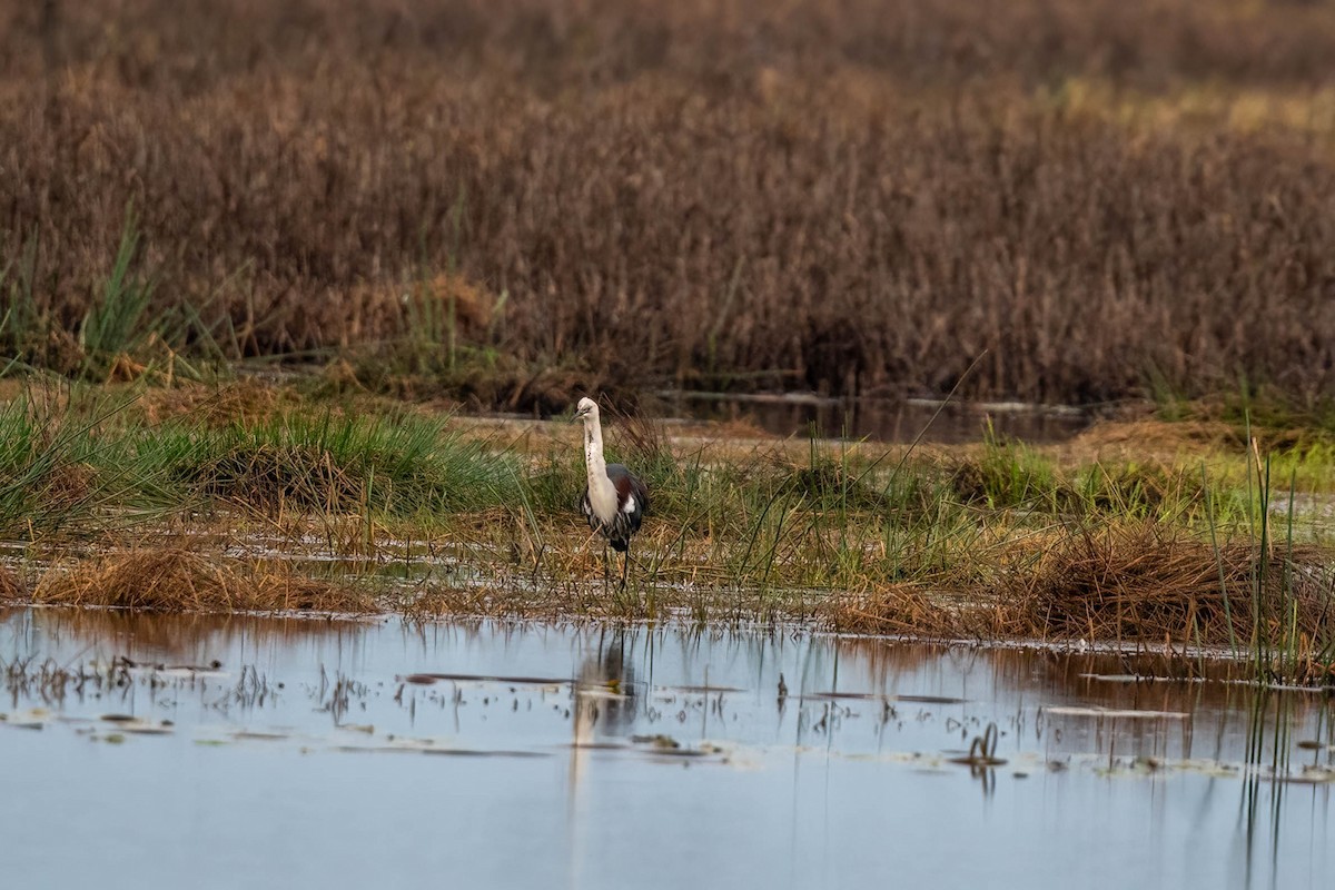 Pacific Heron - Gordon Arthur